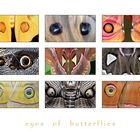 .eyes of butterflies.