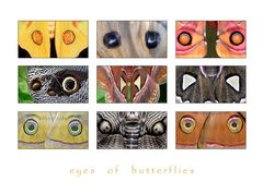 .eyes of butterflies.