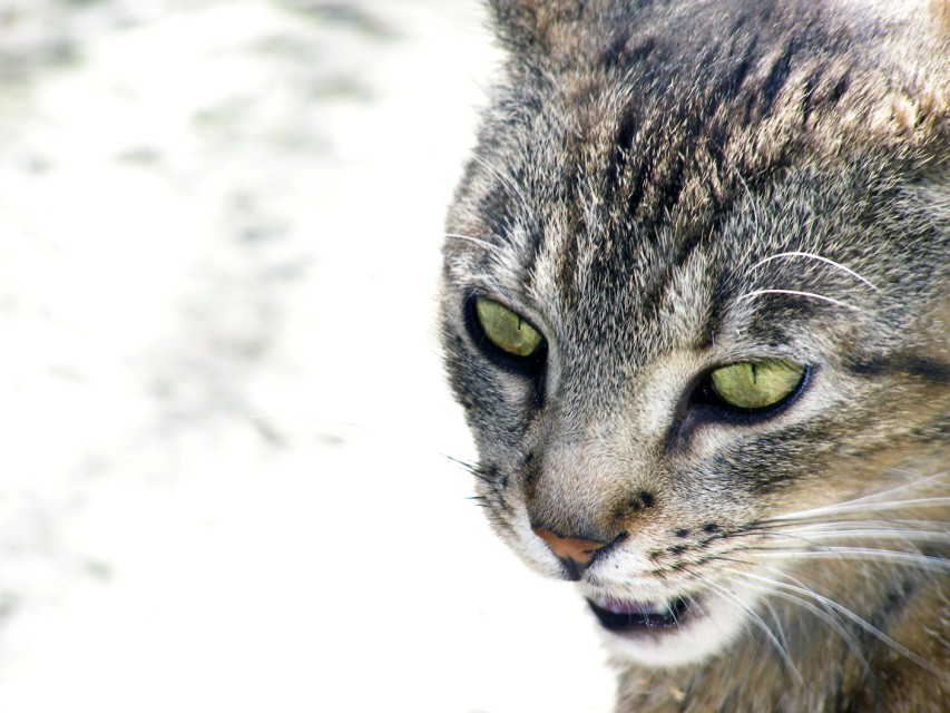 Eyes of nature