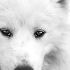 eyes of samoyeds