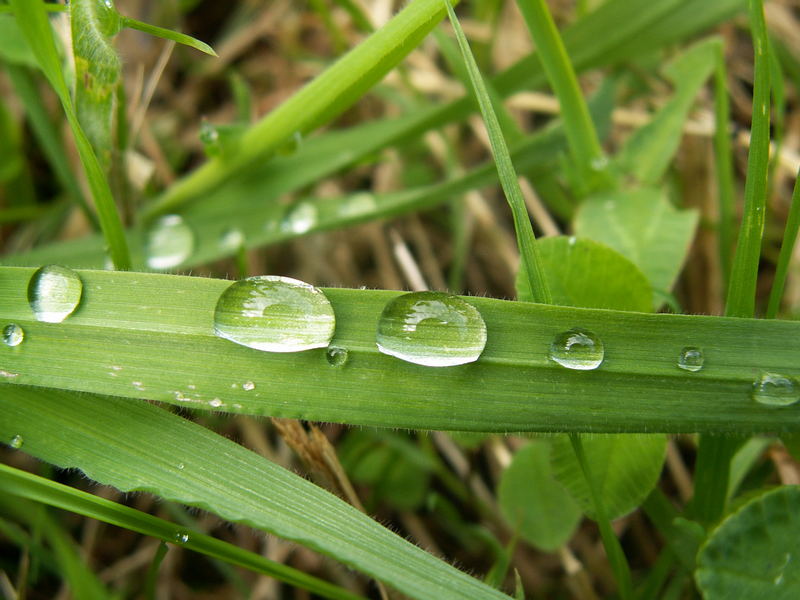 Eyes of the plants