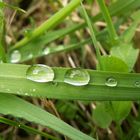 Eyes of the plants