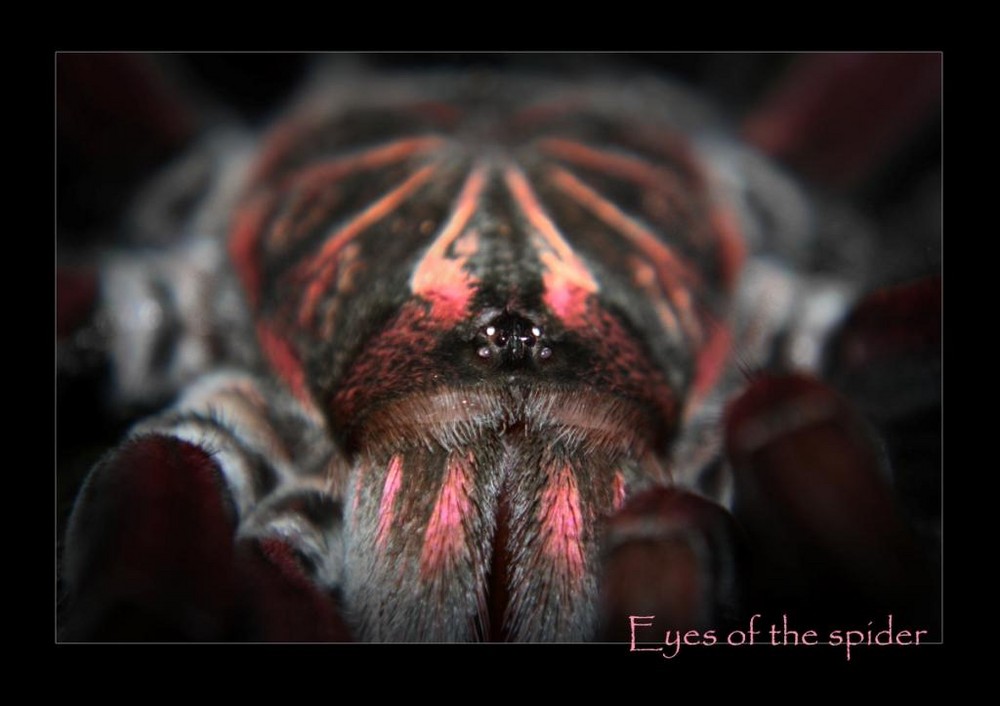 Eyes of the spider