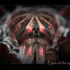 Eyes of the spider