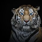 Eye(s) of the tiger