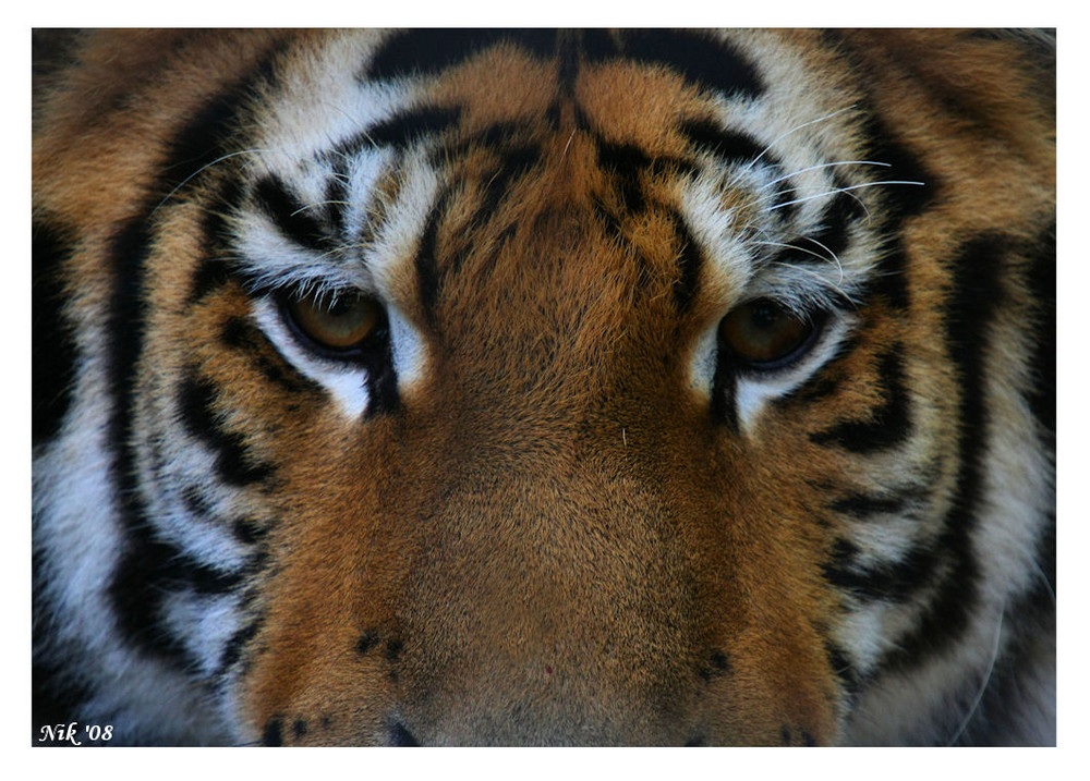 Eye(s) Of the Tiger