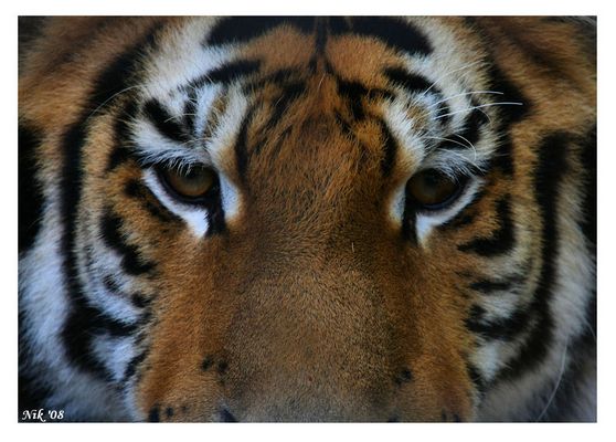 Eye(s) Of the Tiger
