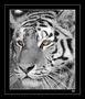 Eyes of the tiger von Stefano Muzzarelli 