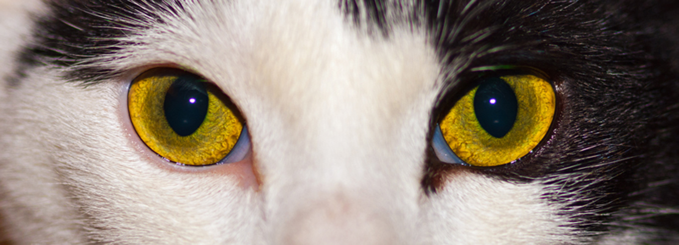 Eyes of the Tiger