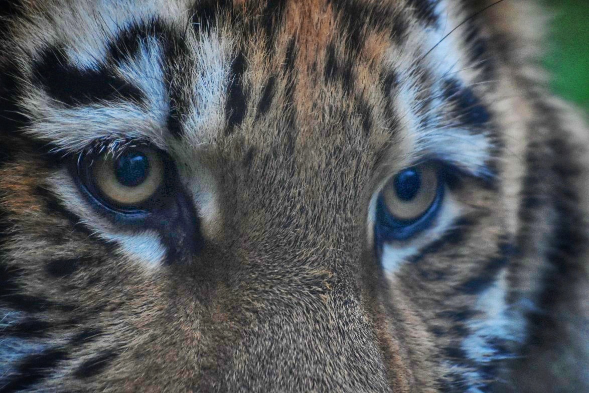 Eye(s) of the Tiger