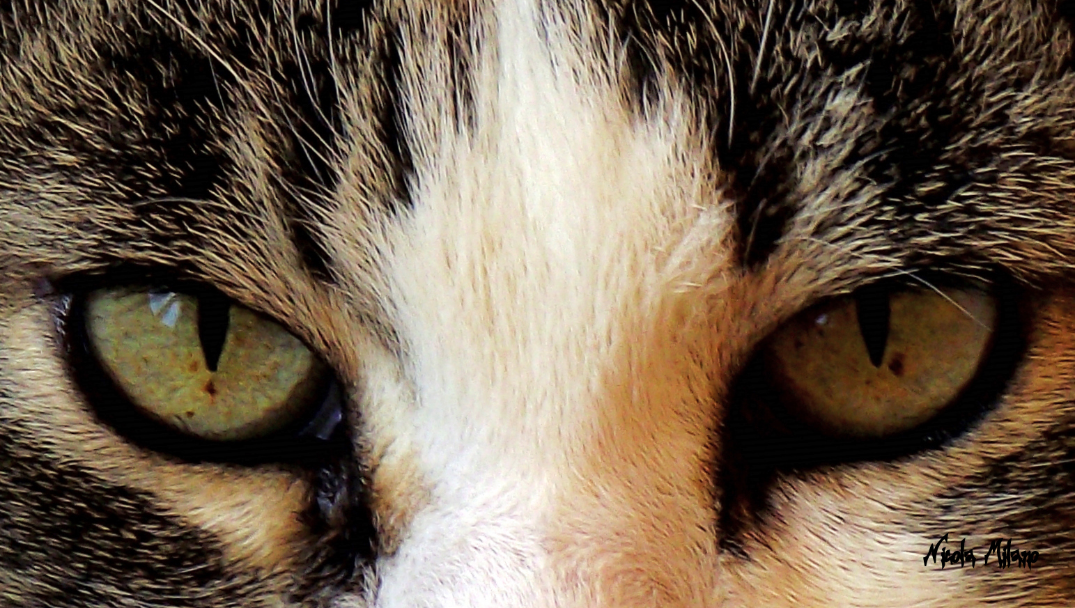 Eyes of Tiger