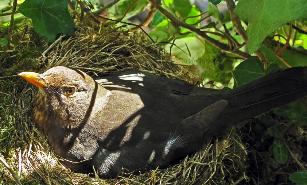 Eyes so clear Baby´s got brown eyes in morning sun - Breeding common blackbird sunlit by ghostograph