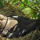 Eyes so clear Baby´s got brown eyes in morning sun - Breeding common blackbird sunlit by ghostograph