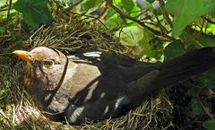 Eyes so clear Baby´s got brown eyes in morning sun - Breeding common blackbird sunlit by ghostograph