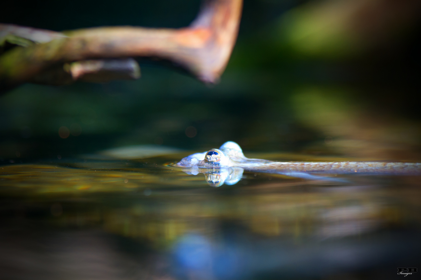 Eyes up the Water