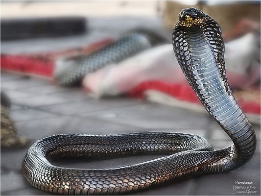 Eyes Wide Shut: Marrakesh Challenge | Augen zu und durch: Marrakesch- Mutprobe