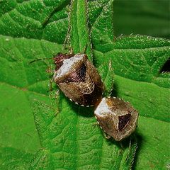 Eysarcoris fabricii (=venustissimus) - eine Wanzenart bei der Paarung