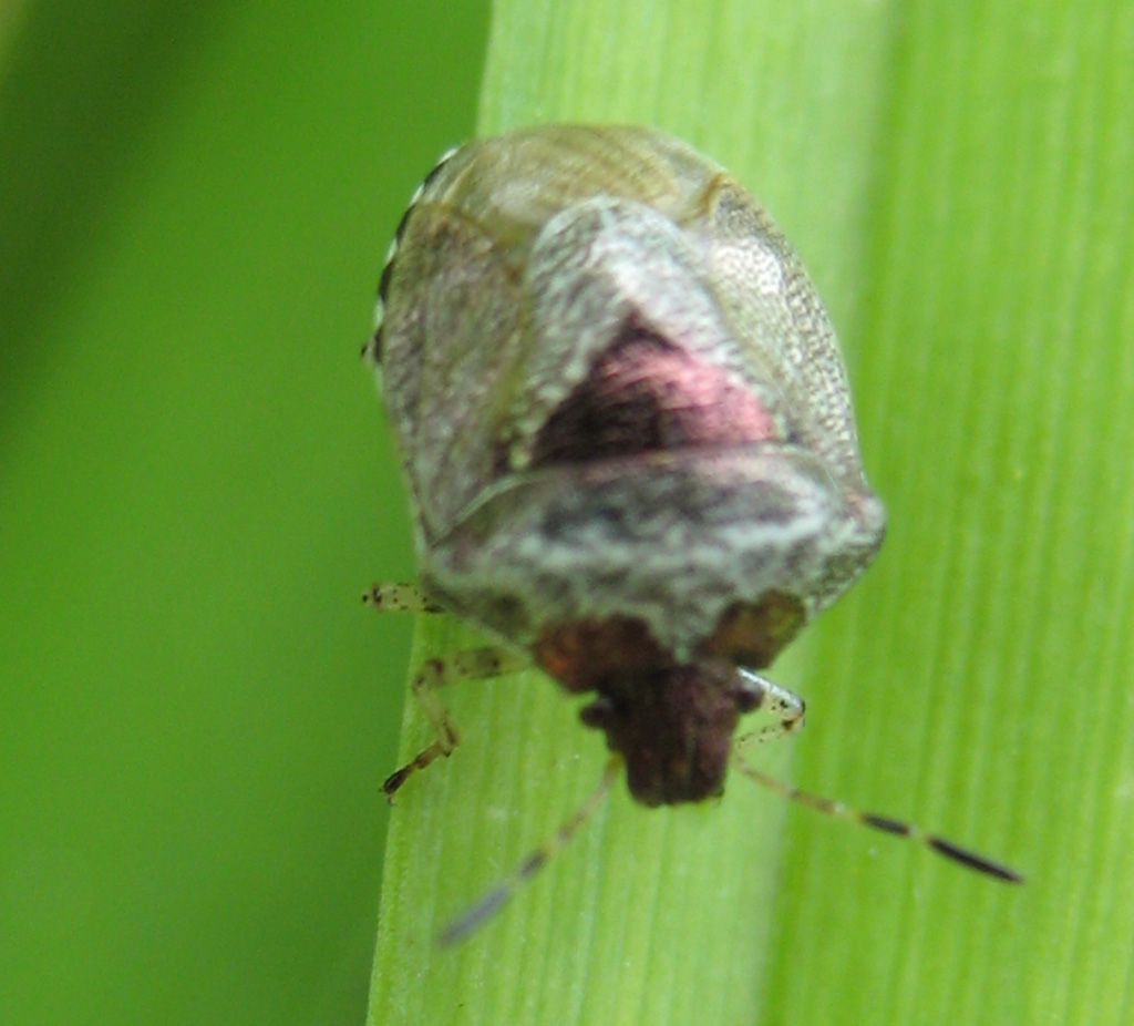 Eysarcoris venustissimus- Schillerwanze 