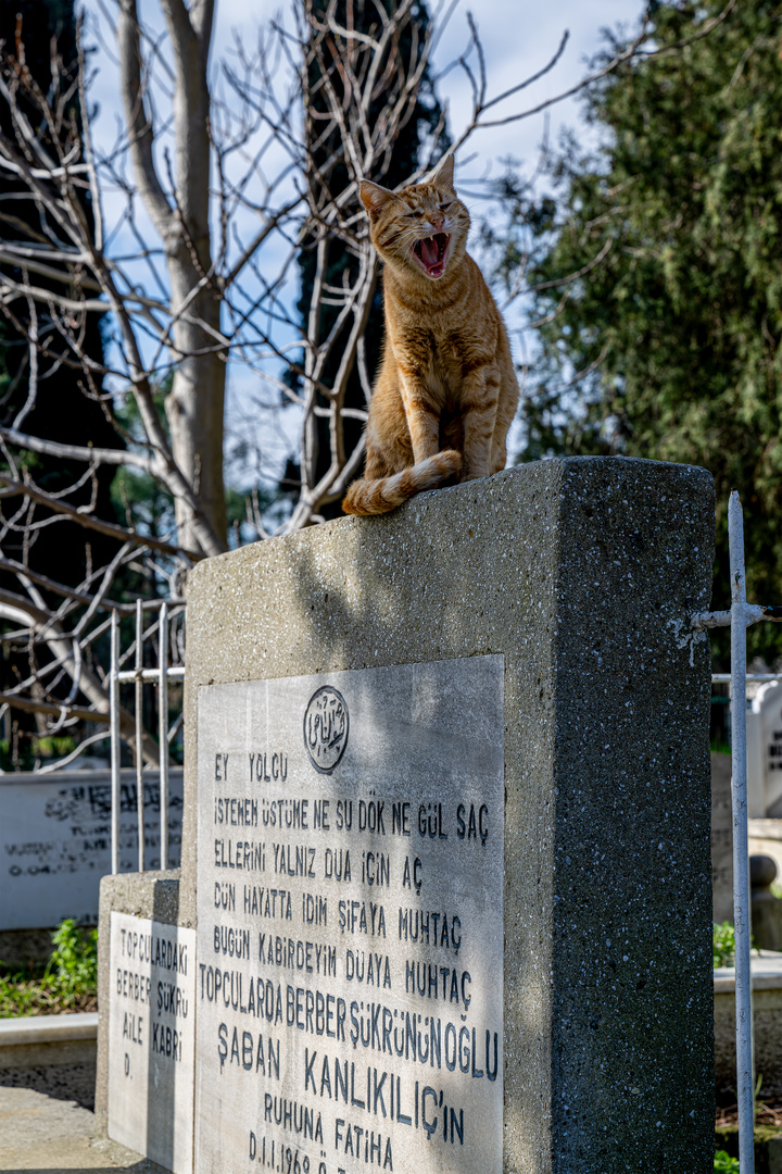 Eyüp Cemetery 03