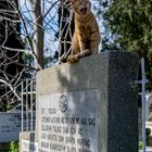 Eyüp Cemetery 03