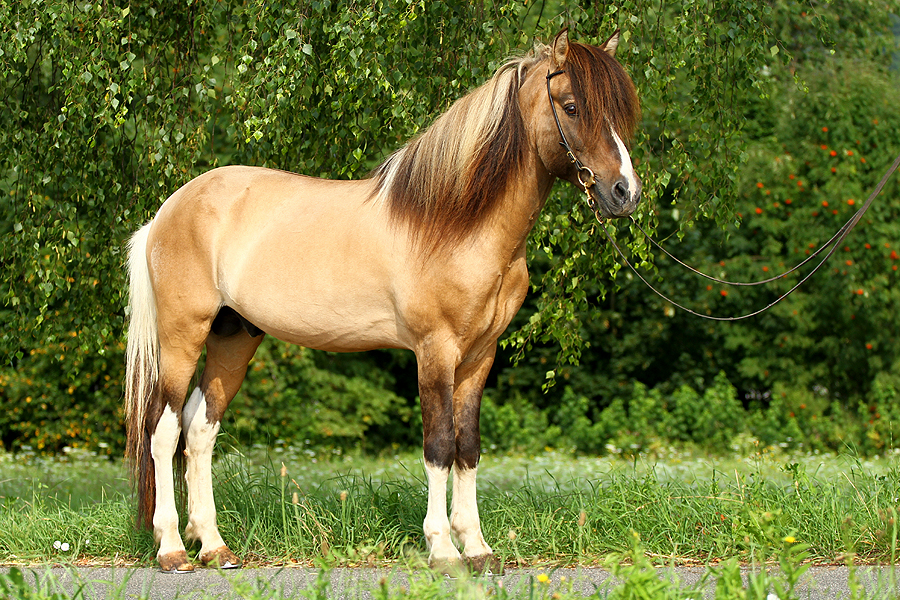 Eyvinur im Grünen