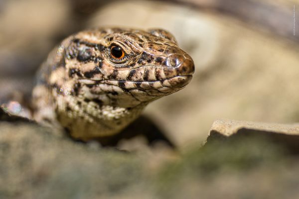 . . f a c e — t o — f a c e . . 