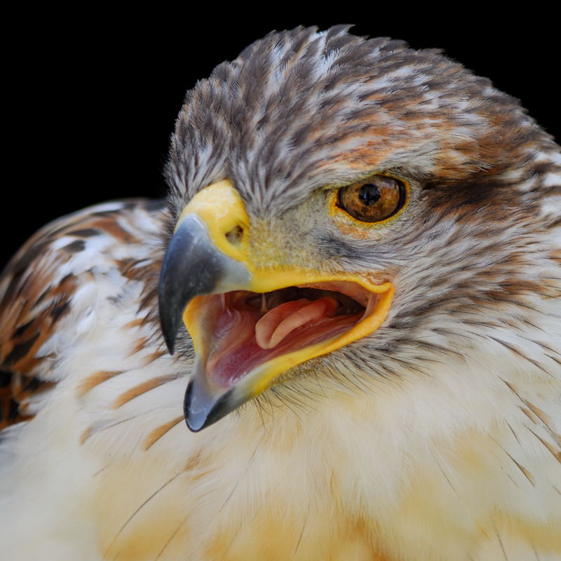 F A L K E (als Königsraufußbussard getarnt) ;-)