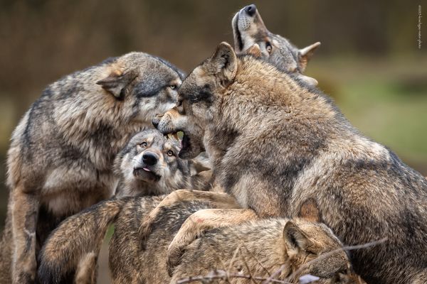 " F A M I L I E N B A N D E "