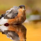 --- F A N G F R I S C H ---