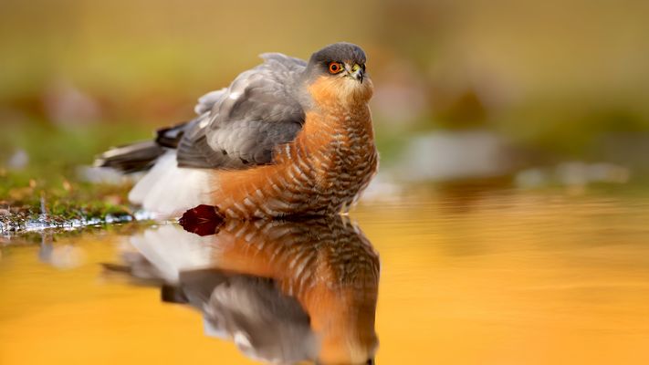 --- F A N G F R I S C H ---