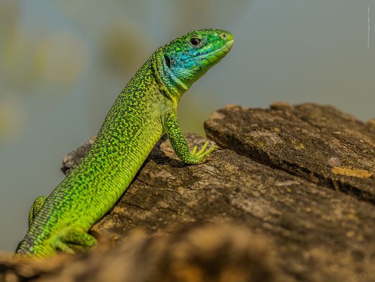 — f a r b e n — d e s — s o m m e r s —