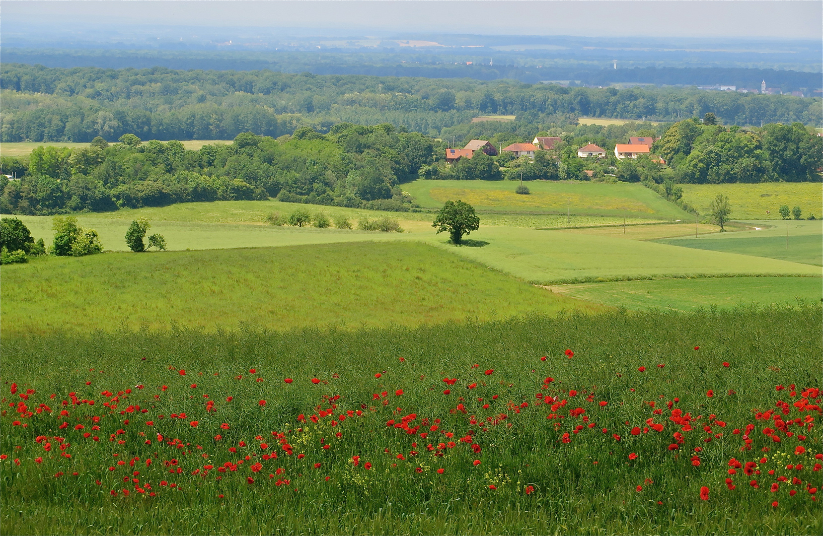 ... F a s  z i n a t i o n - MOHN -1- !!!...