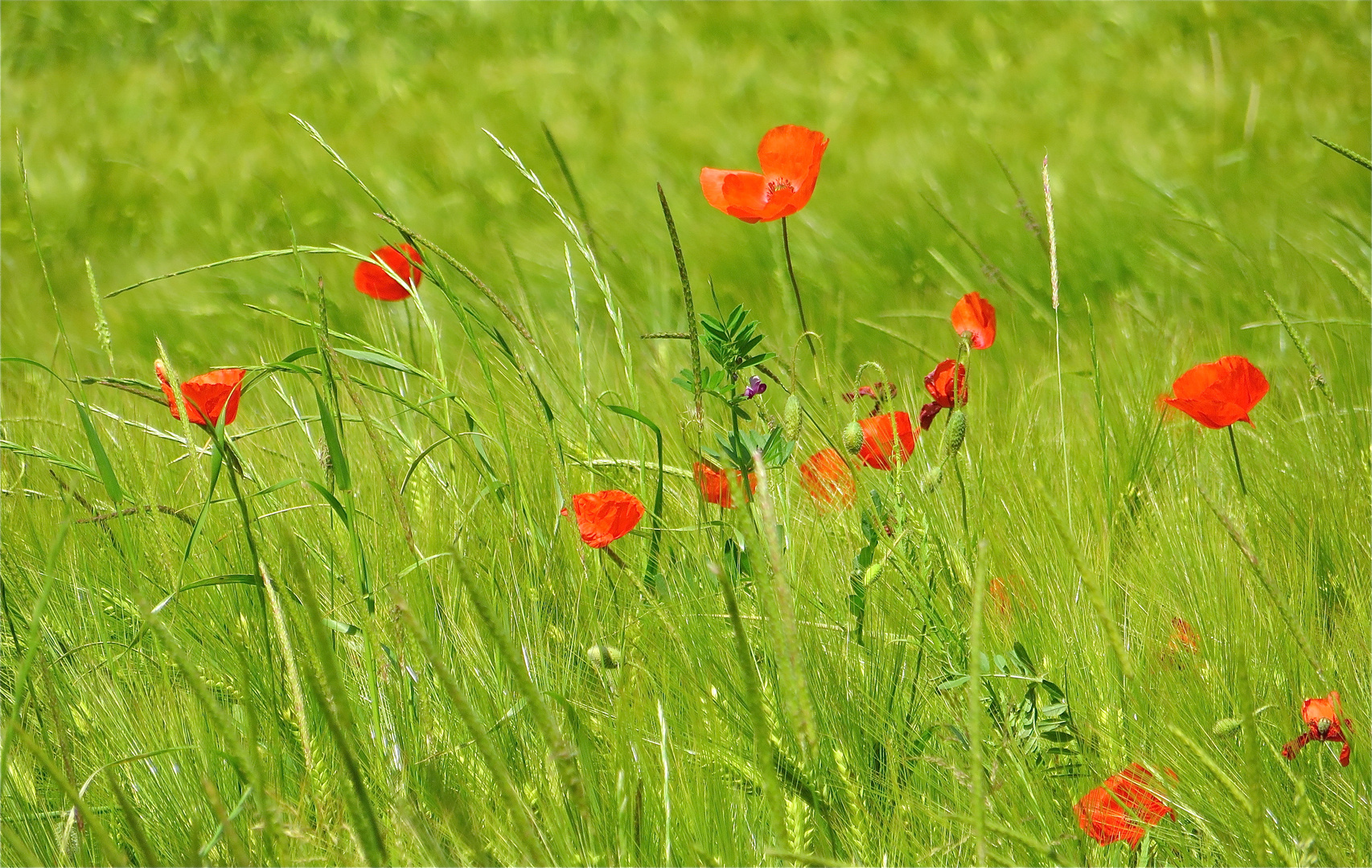 ... F a s  z i n a t i o n - MOHN !!!...