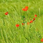 ... F a s  z i n a t i o n - MOHN !!!...