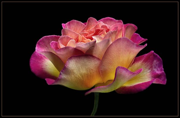 F A S Z I N A T I O N  -  R O S E N B L Ä T T E R - ( Stacking Bild )  