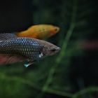 f. Betta Splendens + Xiphophorus Maculatus