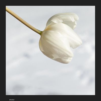 F comme fleur ou froid ...