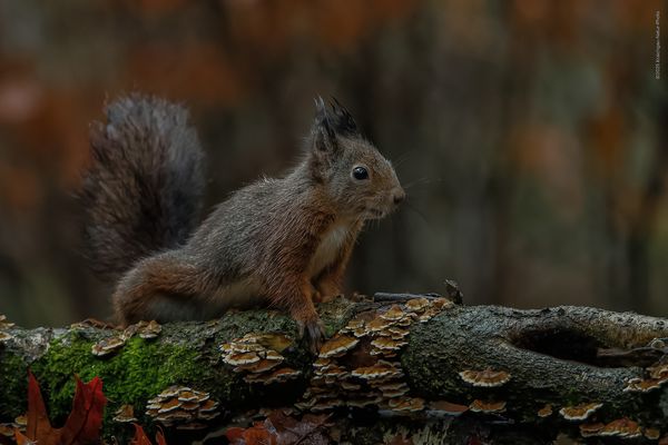 f e l l f a r b i g e s . a l l e r l e i . & . d i e . f a r b e n . d e s . h e r b s t s