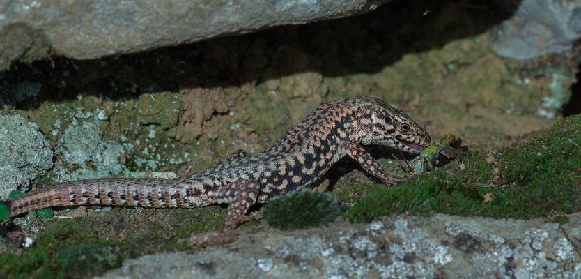 . . F E T T E . B E U T E . . 