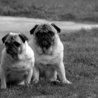 F & F posing Mops