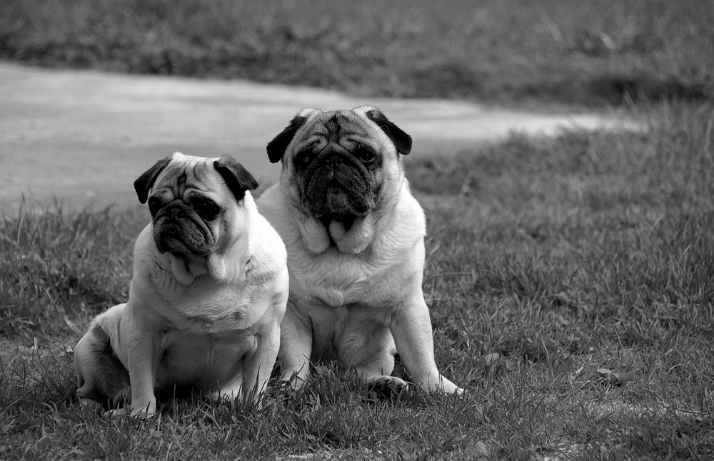 F & F posing Mops