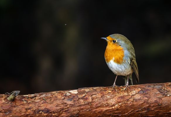 F l i e g e n s c h n ä p p e r