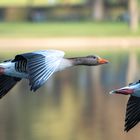 F L U G . I N . D E N . M O R G E N