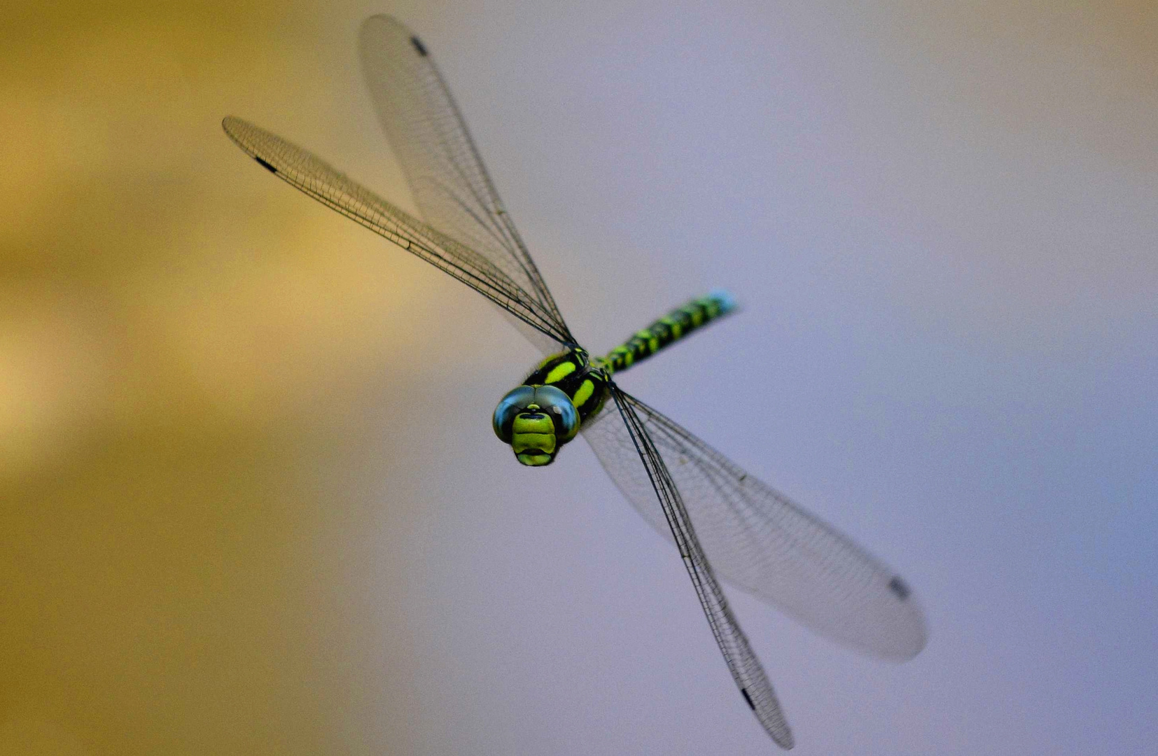 f Mosaikjungfer im Flug