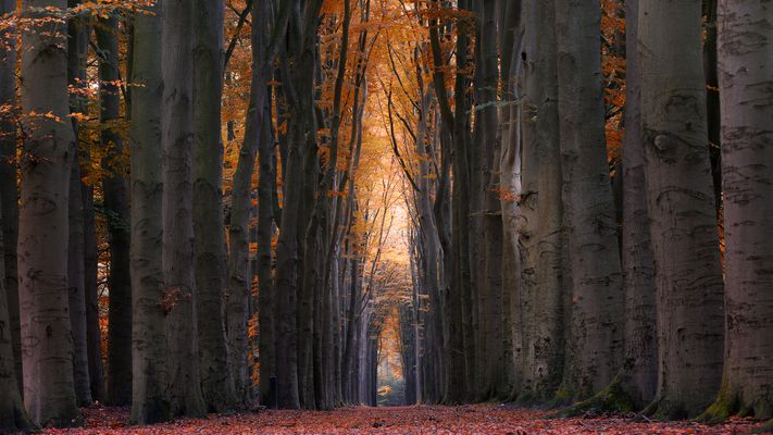 F O R E S T  - C A T H E D R A L 