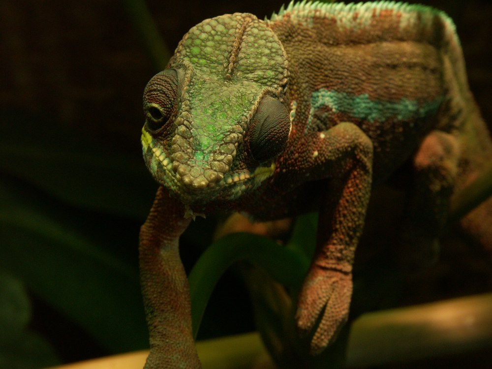 F. pardalis III.I Foto & Bild tiere, haustiere, terraristik Bilder