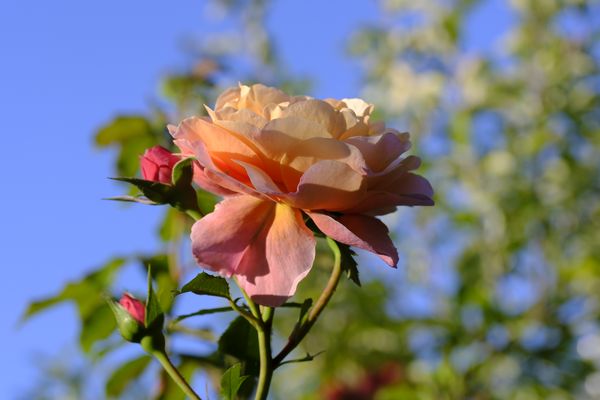 F R E I T A G S R O S E