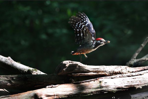 F R O H E —-P F I N G S T E N