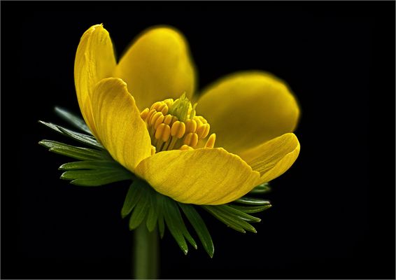 F R Ü H L I N G S B O T E N  -  ( Stacking Bild ) 