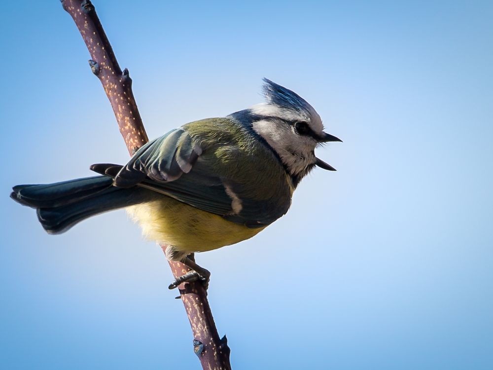 F R Ü H L I N G S G E S A N G Foto & Bild tiere, wildlife, wild